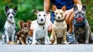 Raças de cachorro que vivem por mais tempo. - damedeeso / istock