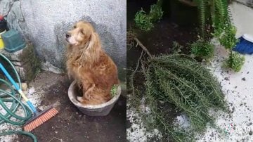 A reação desse cachorro fez com que a dona dele ficasse sem o que fazer! - (Reprodução / TikTok)