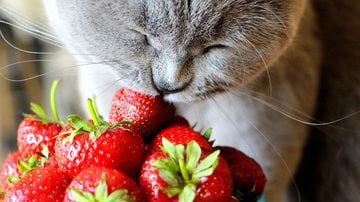 Confira se o seu gatinho pode comer morango. - Ruslana Chub / istock