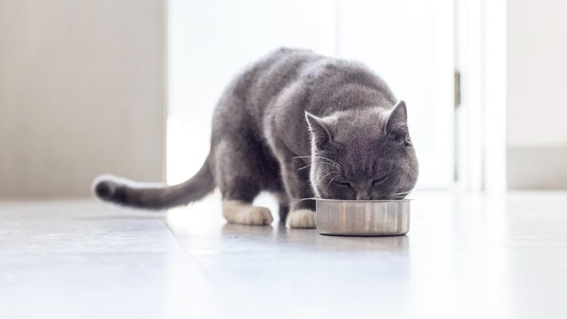 Confira se é indicado gato comer ovo. - chendongshan / istock