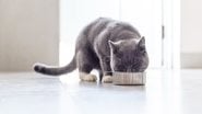 Confira se é indicado gato comer ovo. - chendongshan / istock