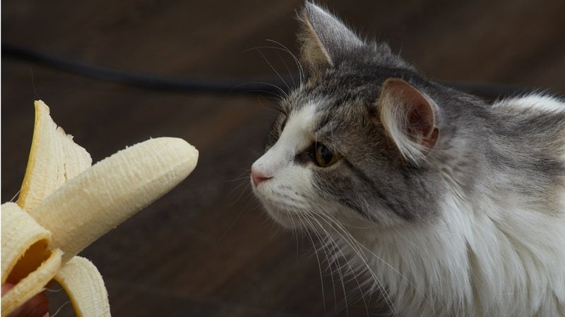 A banana é uma fruta doce e muito amada pelos brasileiros, descubra se seu gatinho pode comer. - lekcej / istock