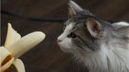 A banana é uma fruta doce e muito amada pelos brasileiros, descubra se seu gatinho pode comer. - lekcej / istock