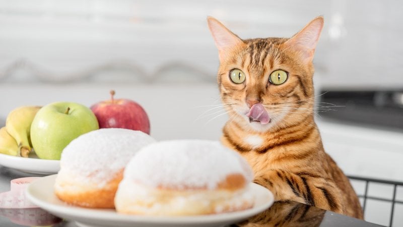 Os gatinhos podem comer algumas frutas, será que mamão é liberado? - Svetlana Sultanaeva / istock