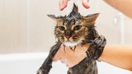 Essas dicas podem te ajudar a deixar o seu gato limpinho! - (Alexander Pytskiy / iStock)