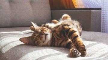 Gatos são animais únicos e cheios de personalidade. - Imagem: Anna Derzhina/iStock