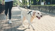 Essas dicas podem ajudar você a tornar os passeios do seu cão mais seguros. - (Strelciuc Dumitru / iStock)