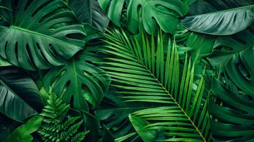 Saiba como manter as plantas vivas e saudáveis. - (Thanabodin Jittrong / iStock)