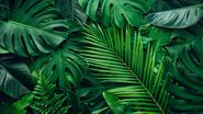 Saiba como manter as plantas vivas e saudáveis. - (Thanabodin Jittrong / iStock)