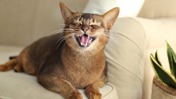 Gatos são animais cheios de charme! - Imagem: Liudmila Chernetska/iStock