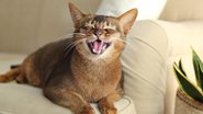 Gatos são animais cheios de charme! - Imagem: Liudmila Chernetska/iStock