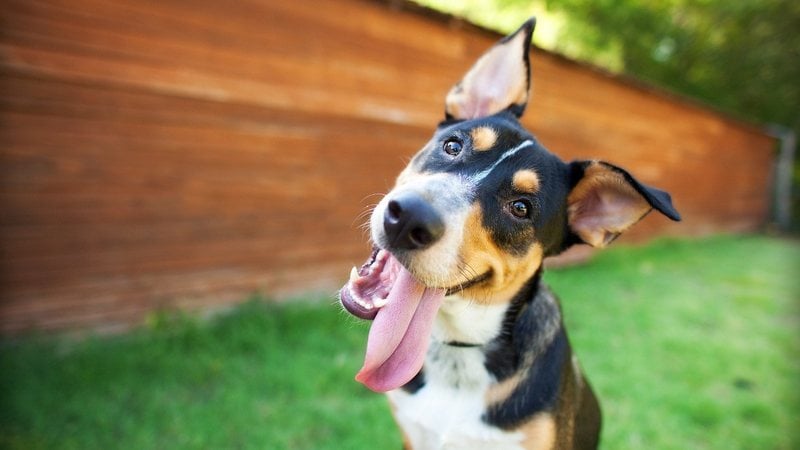 Será que botões falantes para cachorros são seguros? - TheDogPhotographer / istock