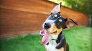 Será que botões falantes para cachorros são seguros? - TheDogPhotographer / istock