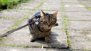 Essas opções de coleiras podem auxiliar a manter o seu pet seguro. - (Iva Vagnerova / iStock)