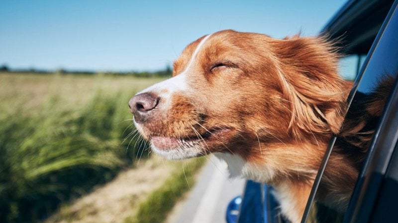 Aprenda as melhores formas de deixar o seu pet confortável em uma viagem. - Chalabala/ iStock