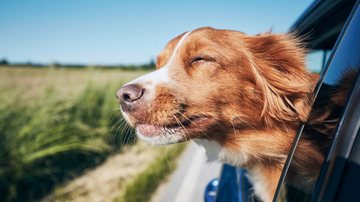 Aprenda as melhores formas de deixar o seu pet confortável em uma viagem. - Chalabala/ iStock