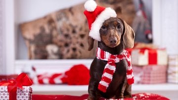 Existem alimentos clássicos da ceia de Natal que são proibidos para pets. - Liliya Kulianionak / istock