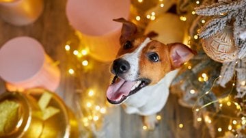 Confira formas de deixar seu pet confortável no Réveillon. - InnaVlasova/ iStock