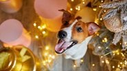 Confira formas de deixar seu pet confortável no Réveillon. - InnaVlasova/ iStock