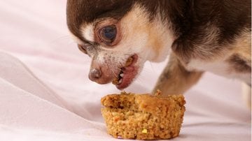 Aprenda a preparar uma panetone para cachorro e diferencia a alimentação do seu pet. - Mechelle Brooks / istock