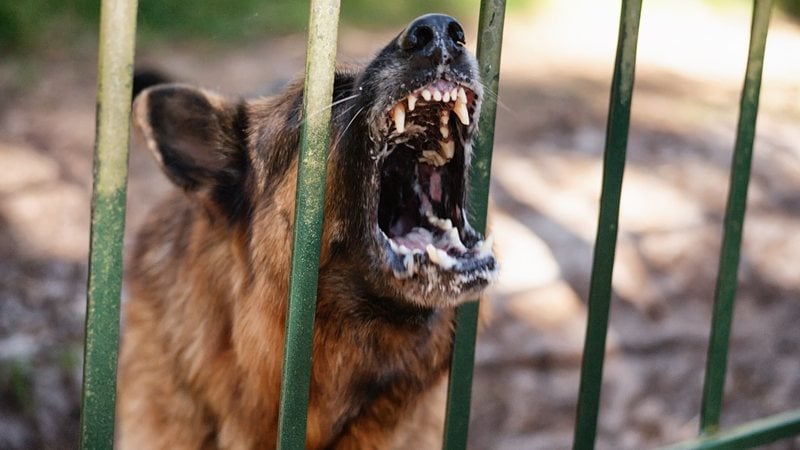 Esses cães são verdadeiras feras e por isso, não são permitidos no nosso país. - (bbstudio_aad / iStock)