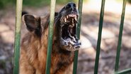 Esses cães são verdadeiras feras e por isso, não são permitidos no nosso país. - (bbstudio_aad / iStock)