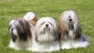 Existem pets perfeitos para os alérgicos e nós podemos provar! - VKarlov/ iStock