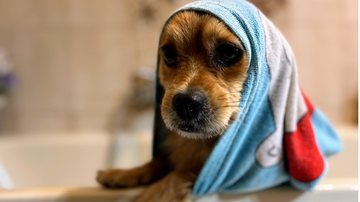 Veja se é possível dar banho em filhote de cachorro. - Son Ja / istock