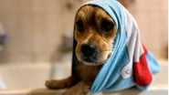 Veja se é possível dar banho em filhote de cachorro. - Son Ja / istock