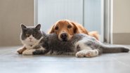 Fizemos uma lista de brinquedos perigosos para pets. Fique atento! - Imagem: chendongshan / iStock