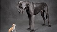 Entenda o que dizem os especialistas sobre o boato de que cachorro grande vive menos. - (eAlisa / iStock)