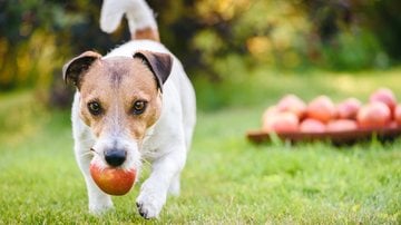 Entenda se oferecer essas frutas para o seu animal pode ser arriscado. - (alexei_tm / iStock)