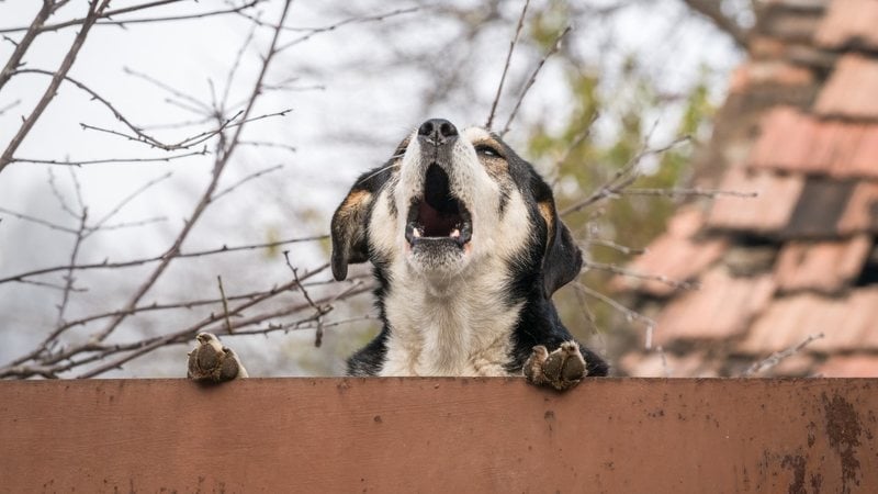 Esses cães são dóceis e não costumam latir. - (Cristi Croitoru / iStock)