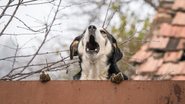 Esses cães são dóceis e não costumam latir. - (Cristi Croitoru / iStock)