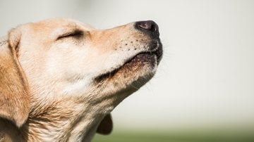 Confira a lista e evite incômodos ao seu pet! - Imagem: Laughing_Dog_Photography / iStock