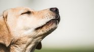 Confira a lista e evite incômodos ao seu pet! - Imagem: Laughing_Dog_Photography / iStock