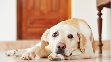 Veja como desengasgar o seu pet. - Chalabala / istock