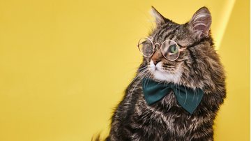 Conheça os felinos mais inteligentes de todos. - (InnaVlasova / iStock)