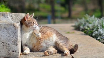 Entenda tudo sobre a gravidez de um gato - Imagem: puflic_senior / iStock