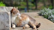 Entenda tudo sobre a gravidez de um gato - Imagem: puflic_senior / iStock