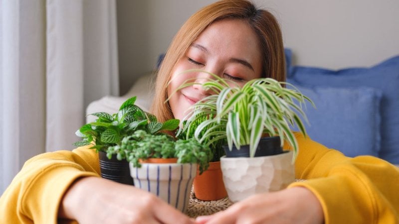 Essas plantas vão trazer um ar diferenciado para a sua casa. - Farknot_Architect/ iStock