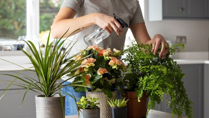 Plantas ideiais para jardim pequeno. - Daisy-Daisy / istock