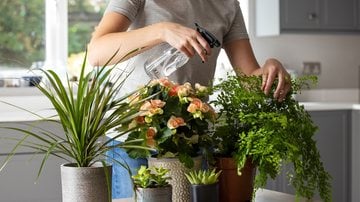 Plantas ideiais para jardim pequeno. - Daisy-Daisy / istock