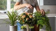 Plantas ideiais para jardim pequeno. - Daisy-Daisy / istock