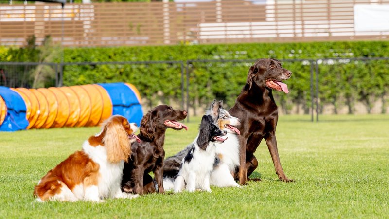 Confira as raças de cachorro mais passam calor. - Narongrit Sritana / istock