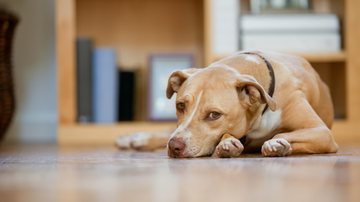 Moaquito da dengue pode causar doença grave em animais - AMR Image/ iStock