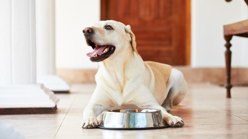 Veja como estimular o seu pet a comer sua ração. - Chalabala / istock