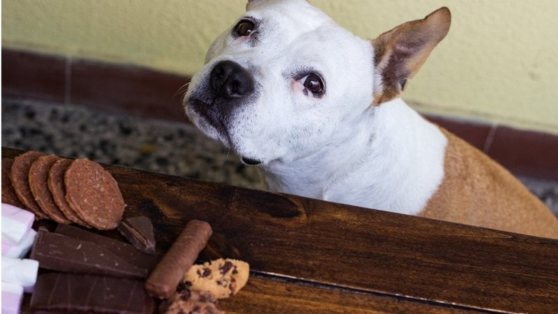 Seu cachorro comeu chocolate? Saiba o que fazer. - sanjagrujic / istock