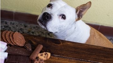 Seu cachorro comeu chocolate? Saiba o que fazer. - sanjagrujic / istock