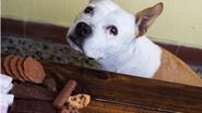 Seu cachorro comeu chocolate? Saiba o que fazer. - sanjagrujic / istock